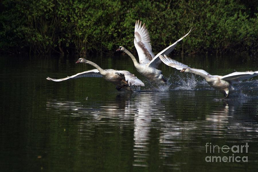 Swan Take-Off Photograph by Jeremy Hayden Swan Take-Off Photograph by Jeremy Hayden