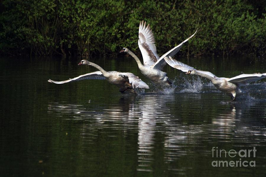 Swan Take-Off Photograph by Jeremy Hayden