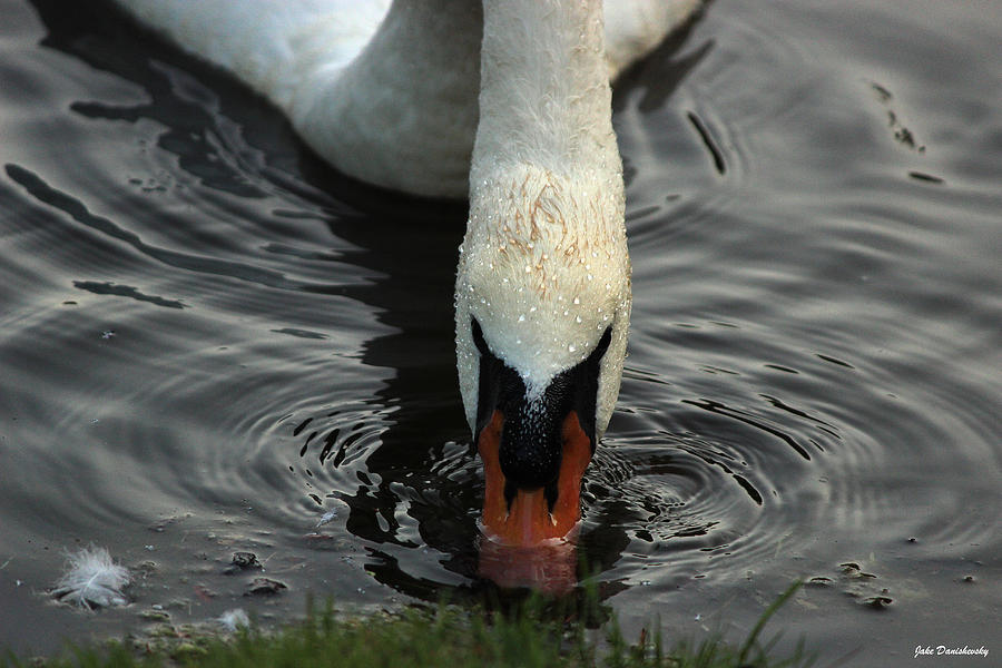 Bird Photograph - Swan - Taking A Drink by Jake Danishevsky