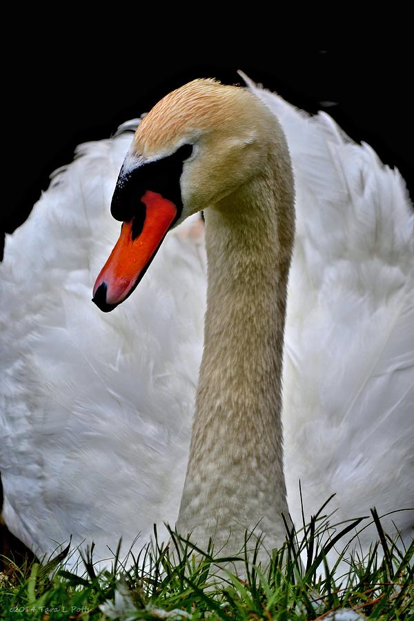 Swan Photograph by Tara Potts