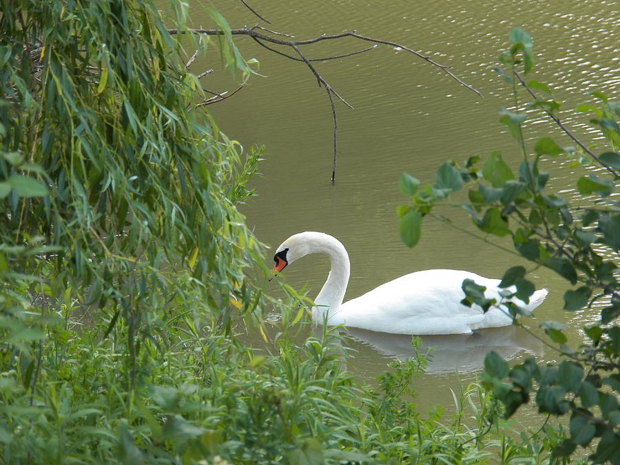 Swan Through the Green Photograph by Corinne Elizabeth Cowherd