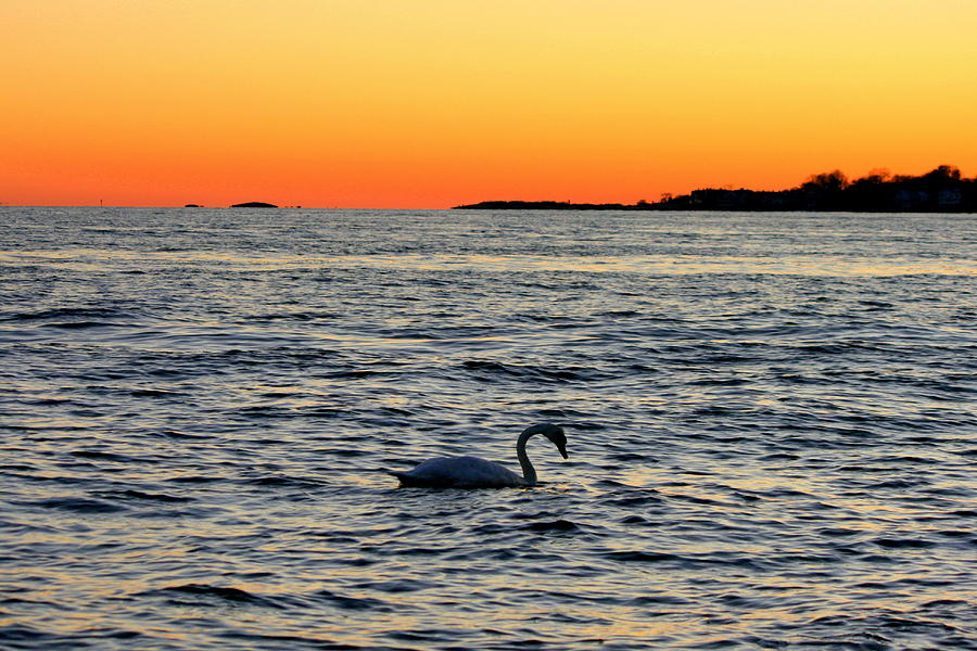 Swan Traveling Sunset  Photograph by Neal Eslinger