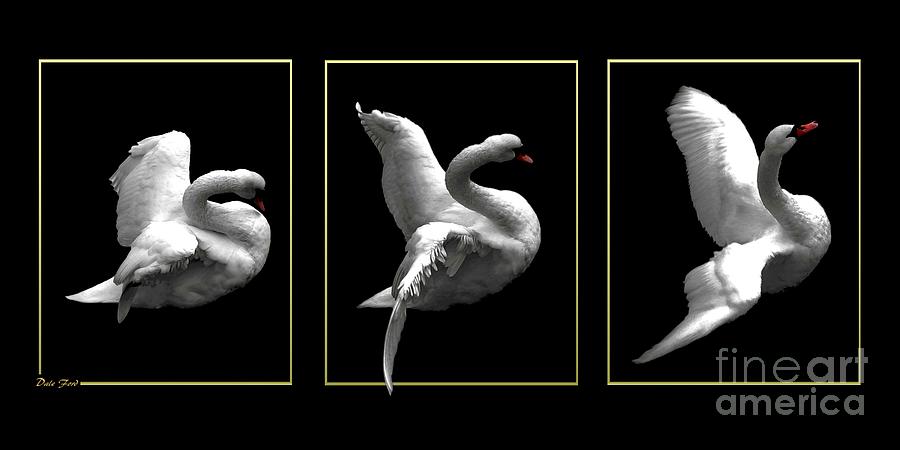 Swan Triptych with Gold Borders Digital Art by Dale   Ford