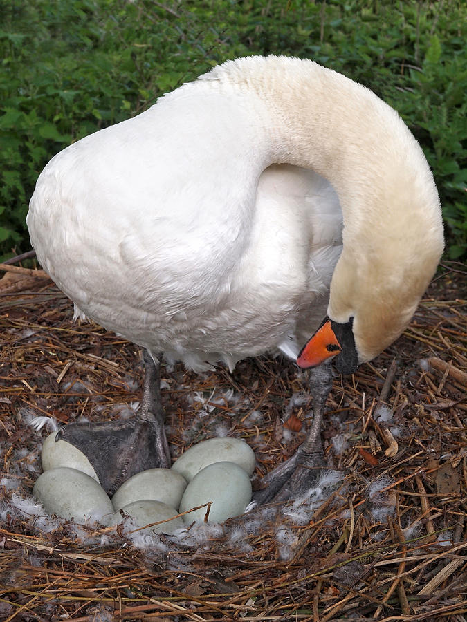 Swan Watching Over The Eggs Photograph by Gill Billington