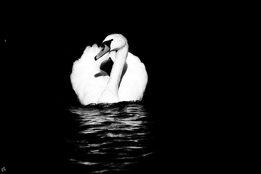 Swan White on Black Photograph by Karol Livote