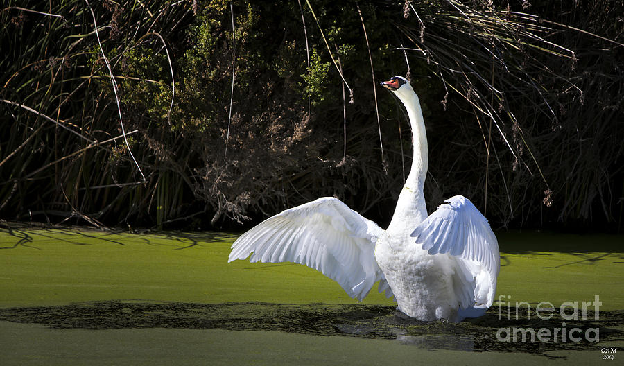 Swan Wings Spread Photograph by David Millenheft