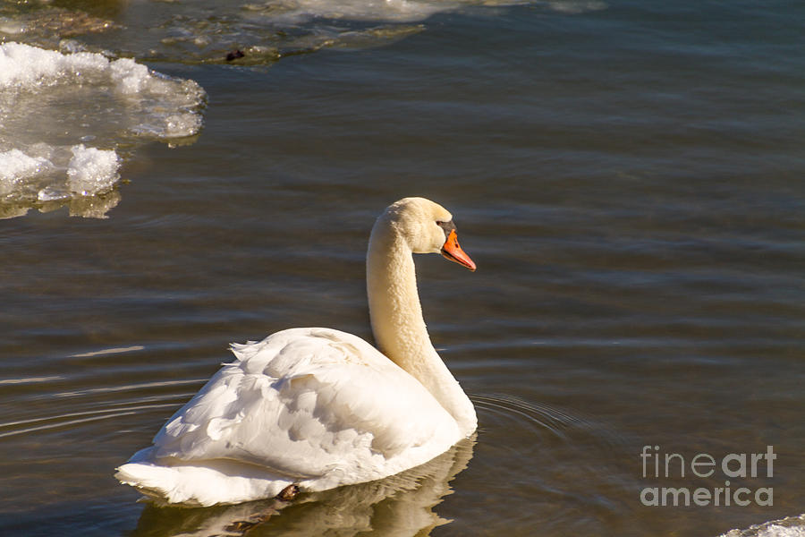 Swan Winter Swim Photograph by William Norton