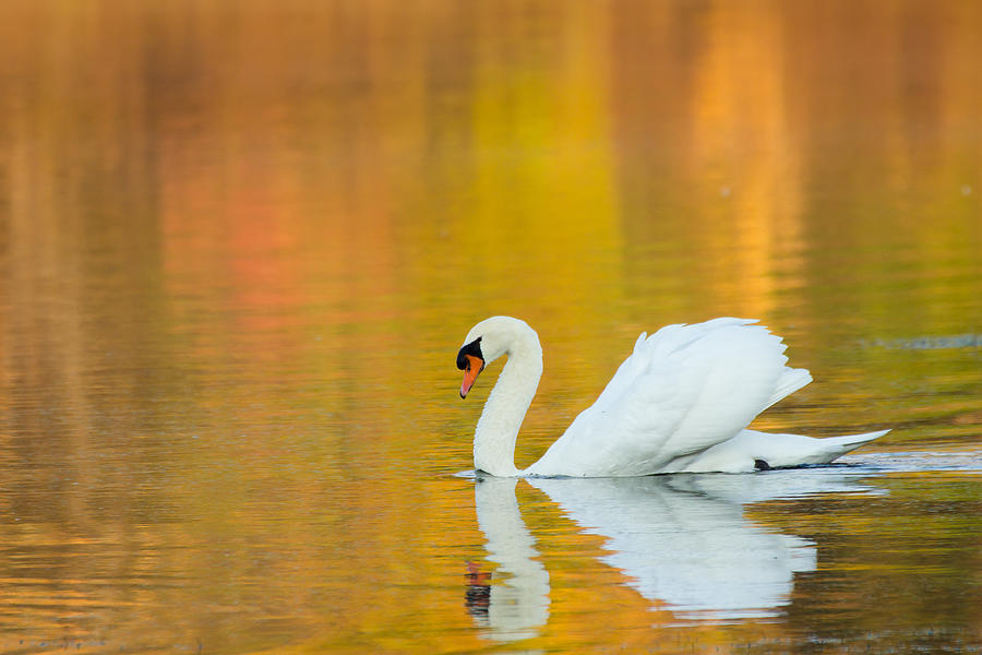 Swan With Fall Colors Photograph by Dancasan Photography - Fine Art America