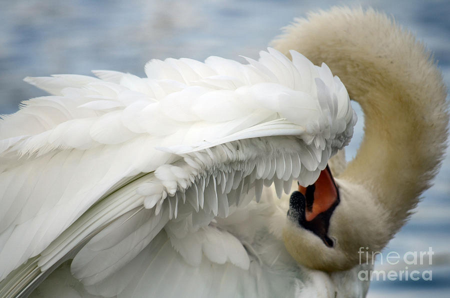 Swan Yoga Photograph by Deb Halloran