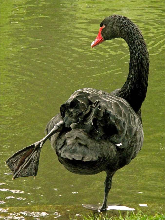 Swan Photograph - Swan Yoga by Rona Black