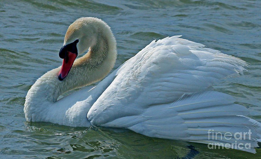 Swanky Swan Photograph by Larry Nieland