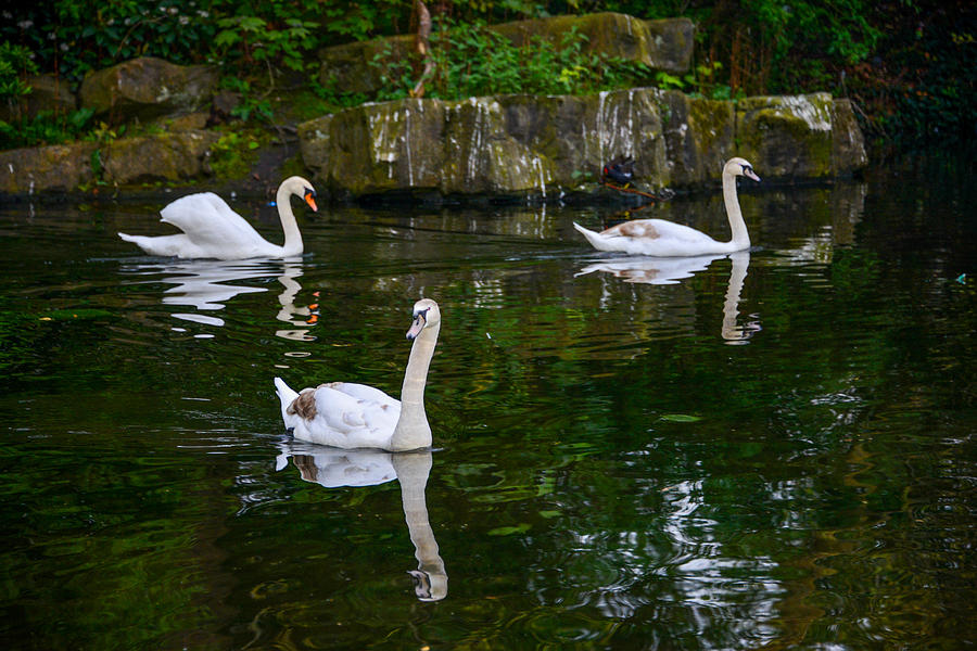Swans - St Stephens Green Park - Dublin Photograph by Marilyn Burton
