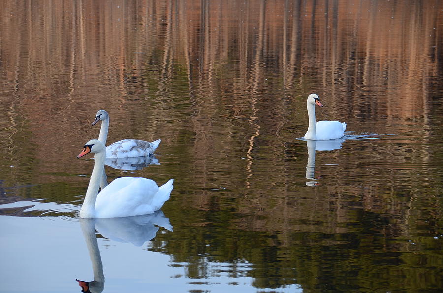 Swans 2 Photograph by Ricardo Dominguez