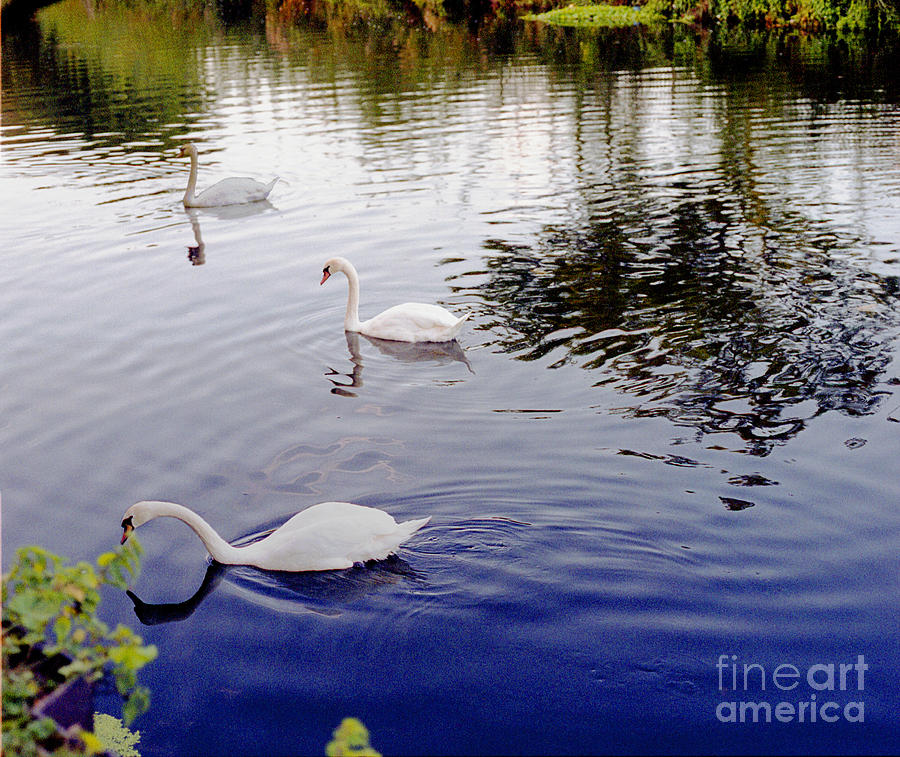 Nature Photograph - Swans 3 in a group. by Richard Morris