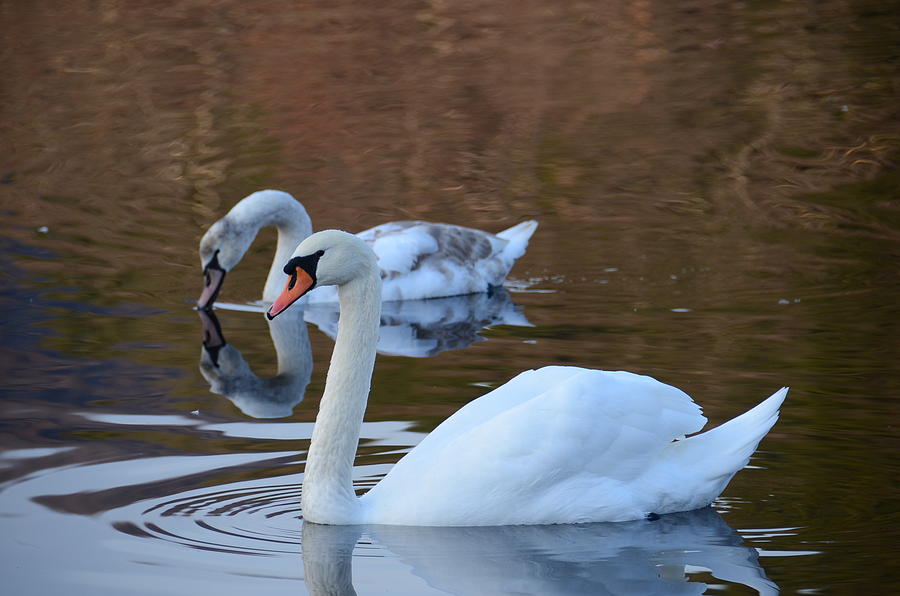 Swans 3 Photograph by Ricardo Dominguez
