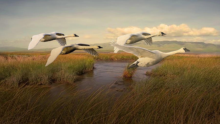 Swans Aloft at Dawn Digital Art by M Spadecaller