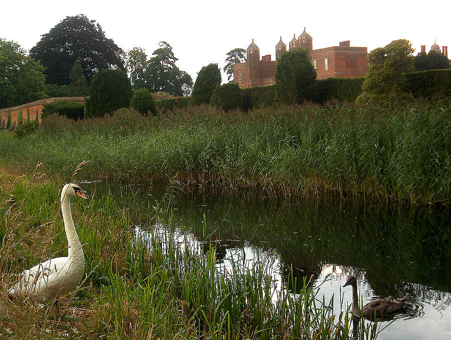 Swans and Castle Photograph by Nancy Clendaniel