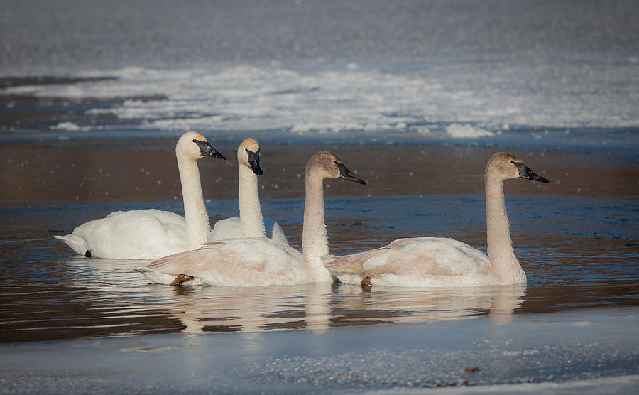 Winter Photograph - Swans and Cygnets by Chris Hurst
