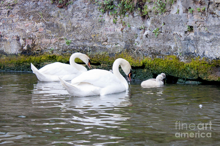Swans and Cygnets in Brugge Canal Belgium Photograph by Thomas Marchessault