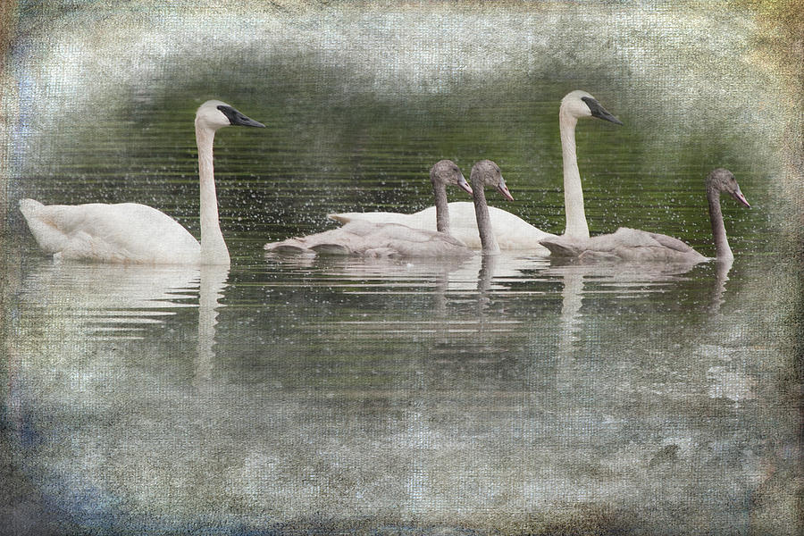 Swans and Cygnets on Wintergreen Lake Photograph by Randall Nyhof