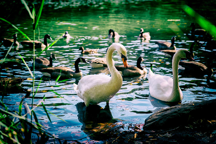 Nature Photograph - Swans and ducks together by Klm Studioline