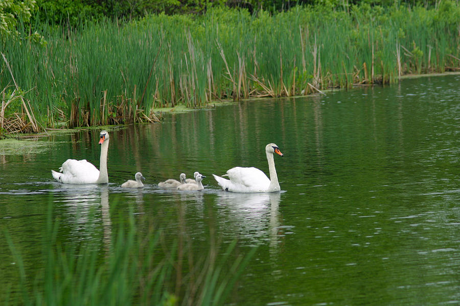 Swans and Signets Photograph by Michelle Constantine
