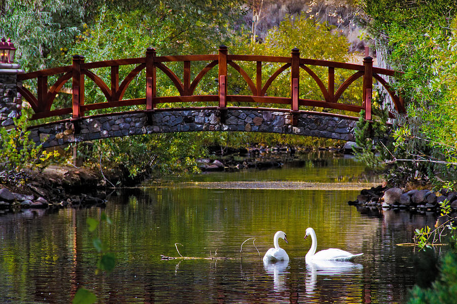Swans at Caughlin Ranch II Photograph by Janis Knight