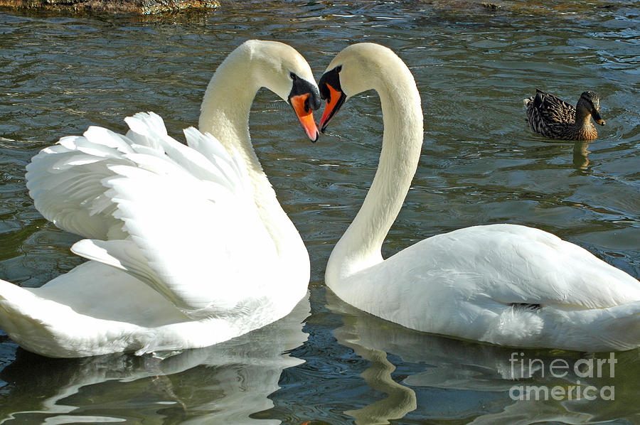 Swans At City Park Photograph by Olivia Hardwicke