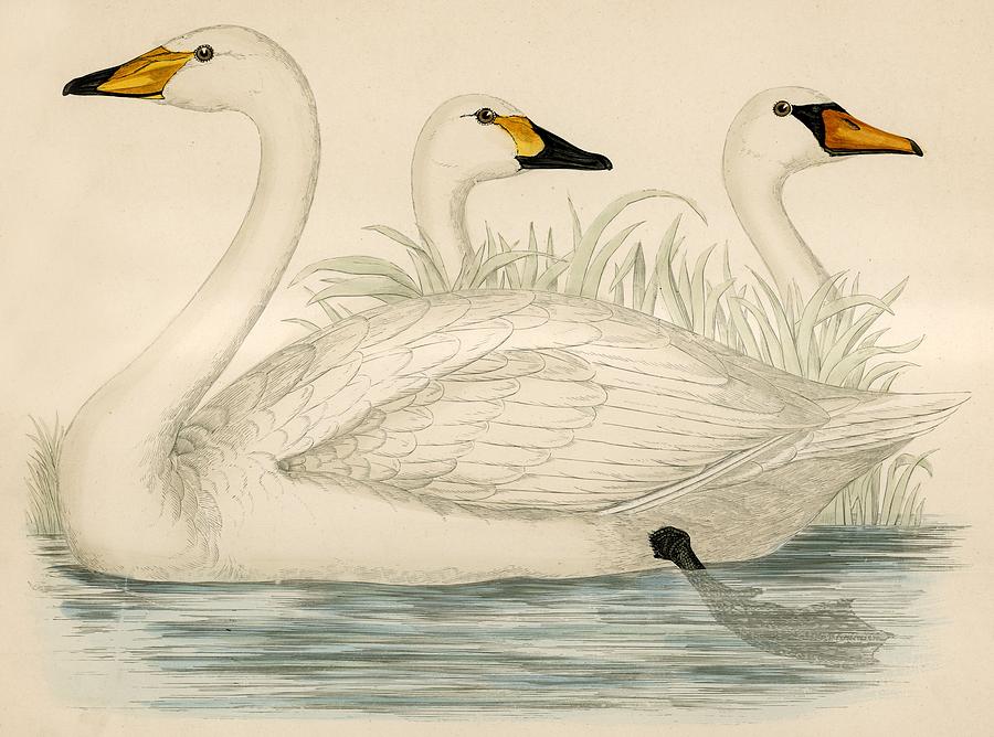 Swan Painting - Swans by Beverley R Morris