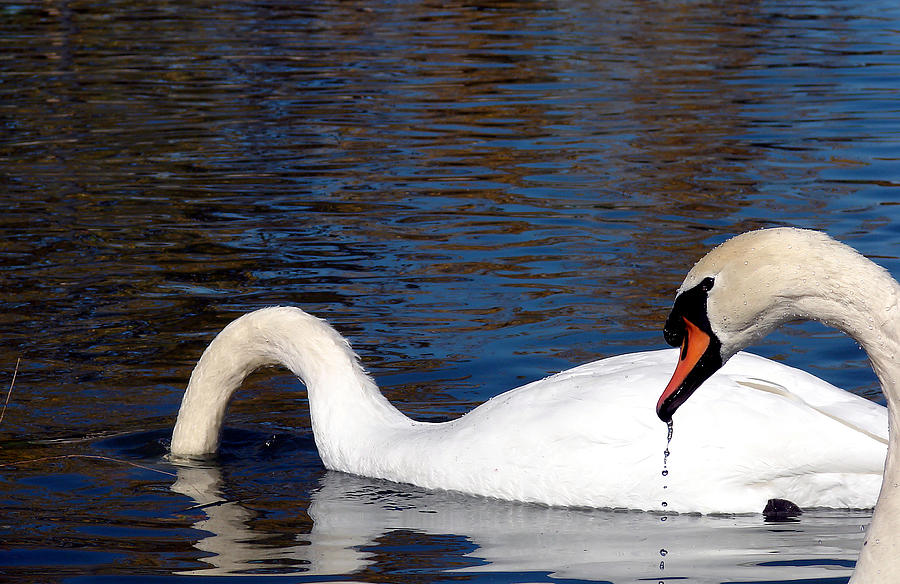 Swan Photograph - Swans by Cassie Peters