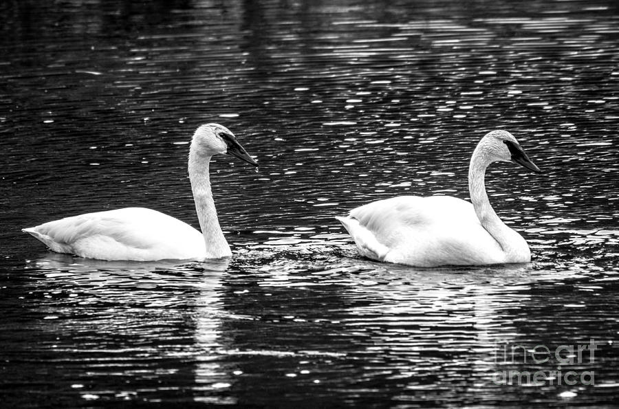 Swans Photograph by Cheryl Baxter