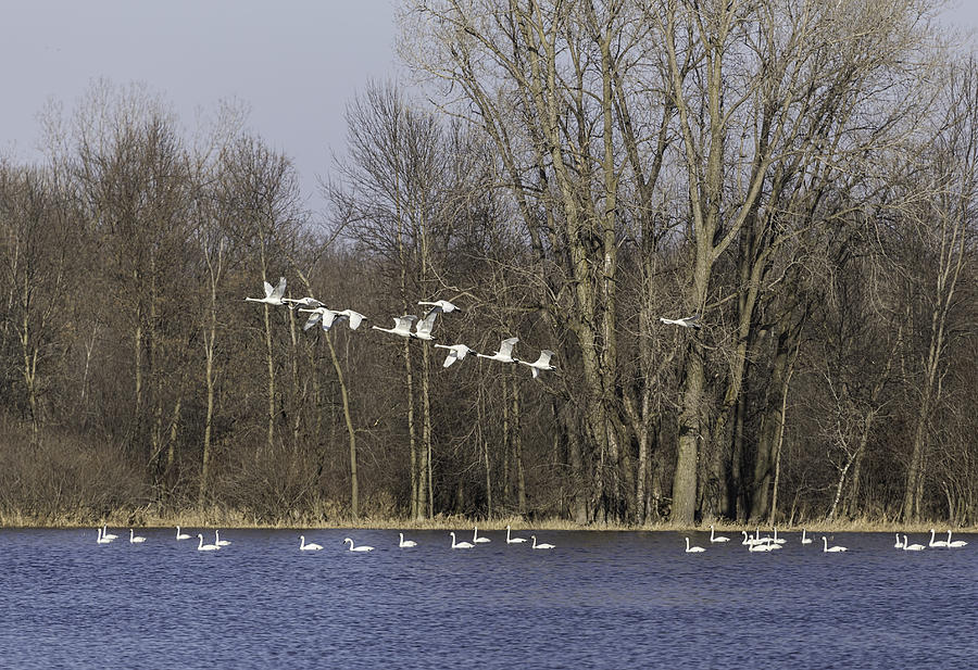Swans Continue Their Long Journey Photograph by Thomas Young