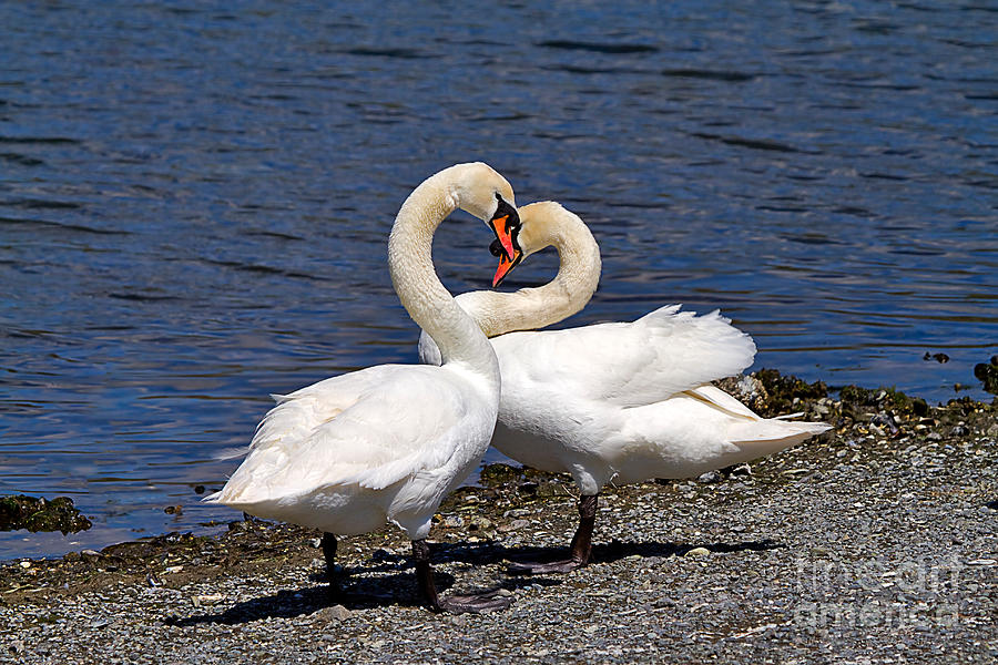 Swans Courting Photograph by Louise Heusinkveld