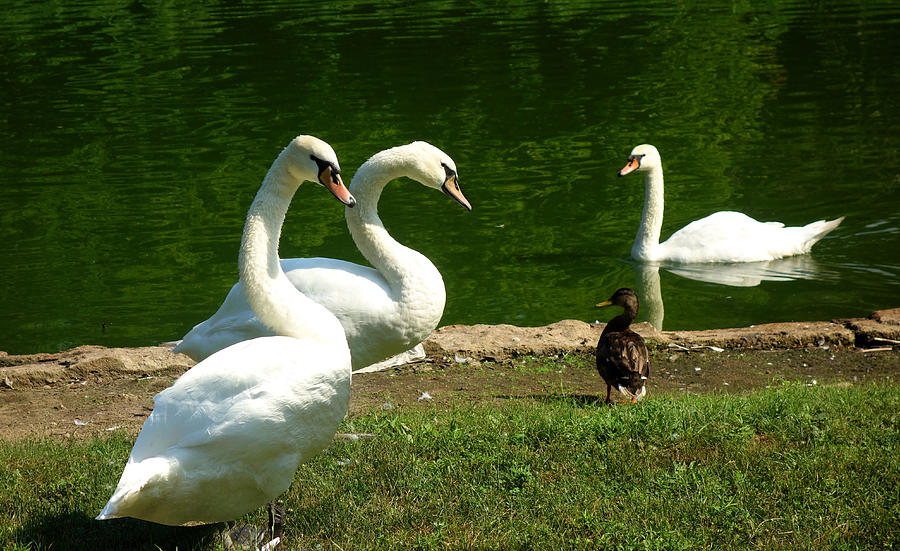 Swans Photograph by Diane Lent