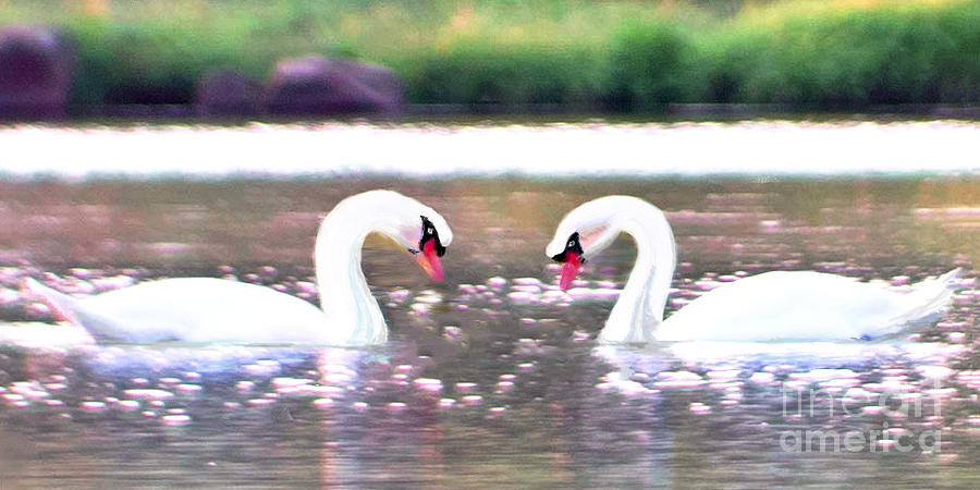Swans Face to Face  Digital Art by L J Oakes