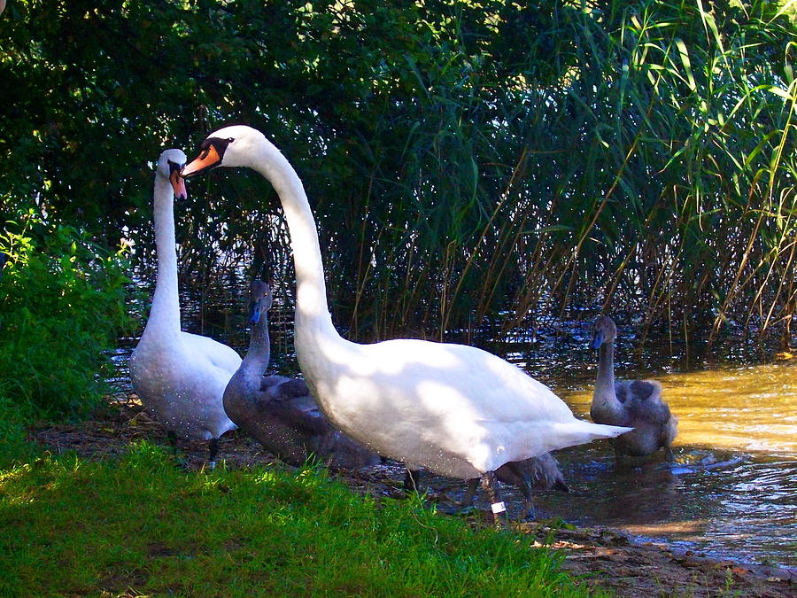 Swan Photograph - Swans Family life by Lelia Fashion