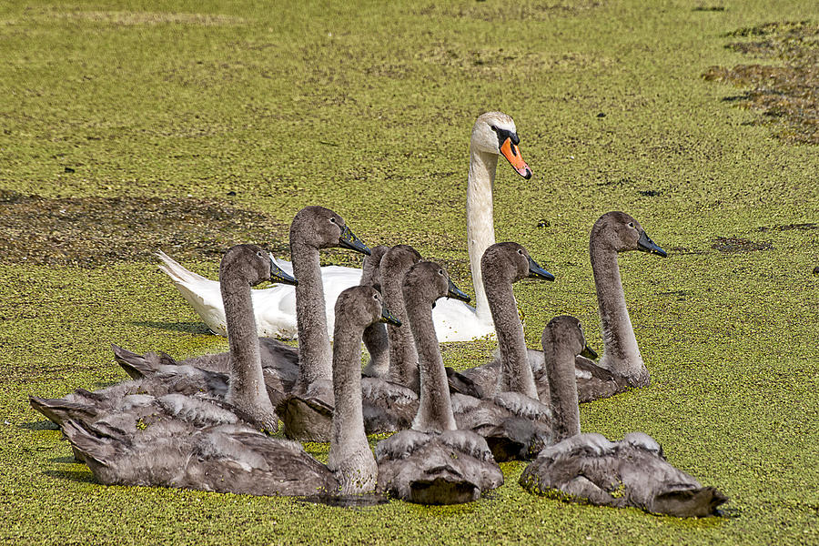 Swans family Photograph by Mike Santis