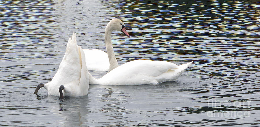 Swans Feasting Photograph by Cedric Hampton