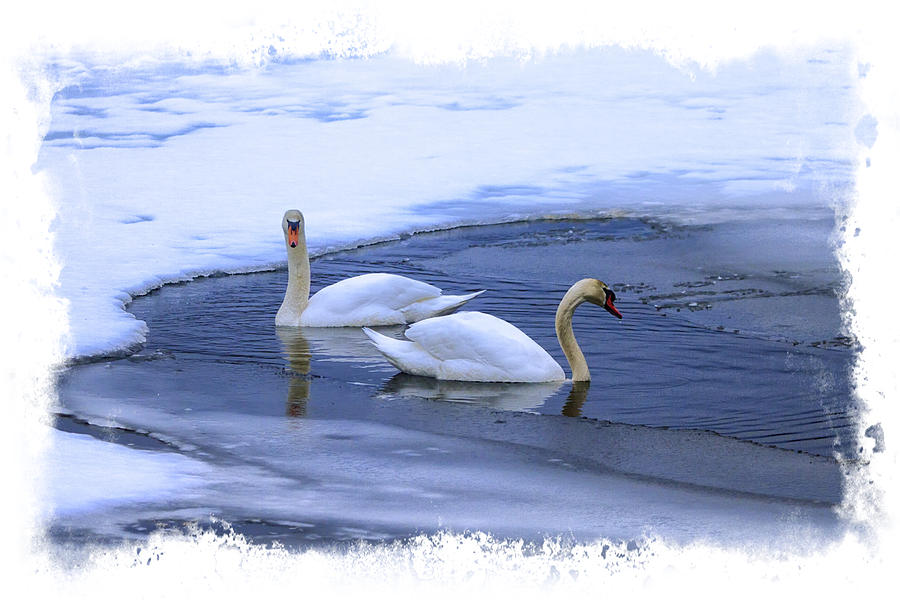 Swans Find Open Water Photograph by Constantine Gregory
