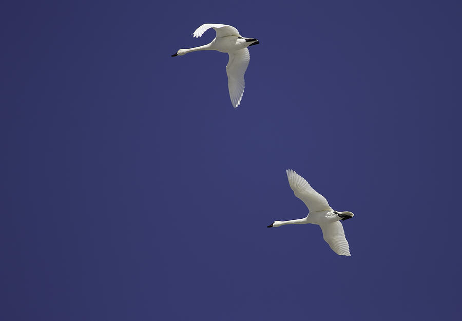 Swans Flying In Blue Skies Photograph by Thomas Young