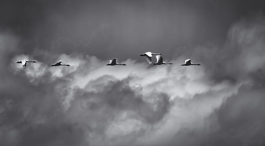 Swans Flying With The Storm Photograph by Thomas Young