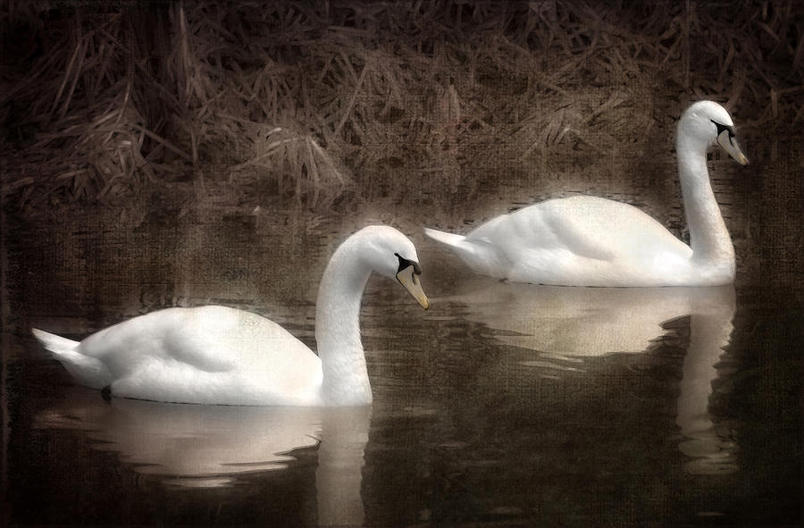 Swan Photograph - Swans for life by Jason Green