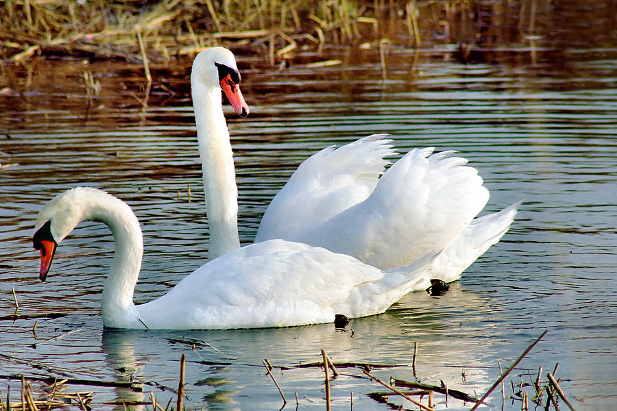 Swans Photograph by Gary Heller