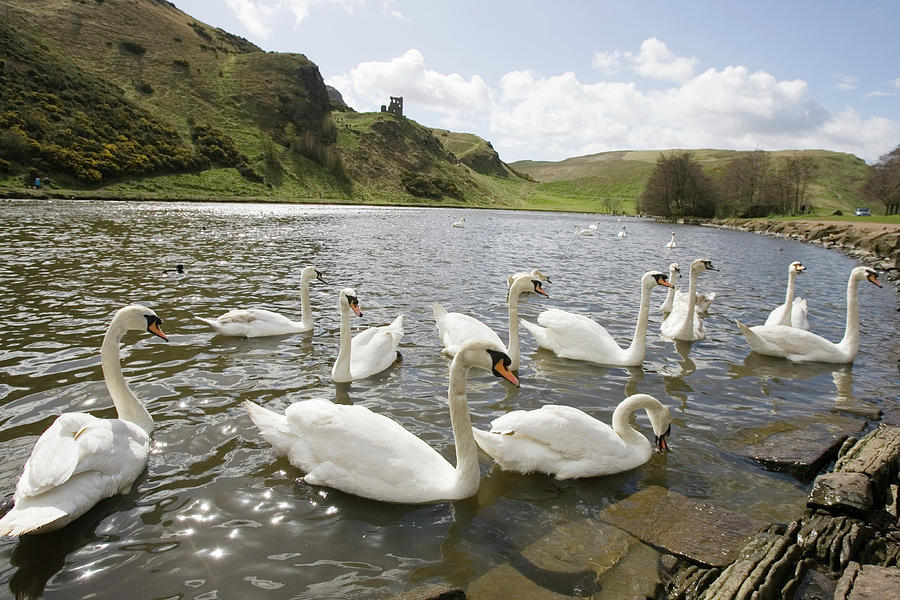 Swans Photograph by Gustoimages/science Photo Library