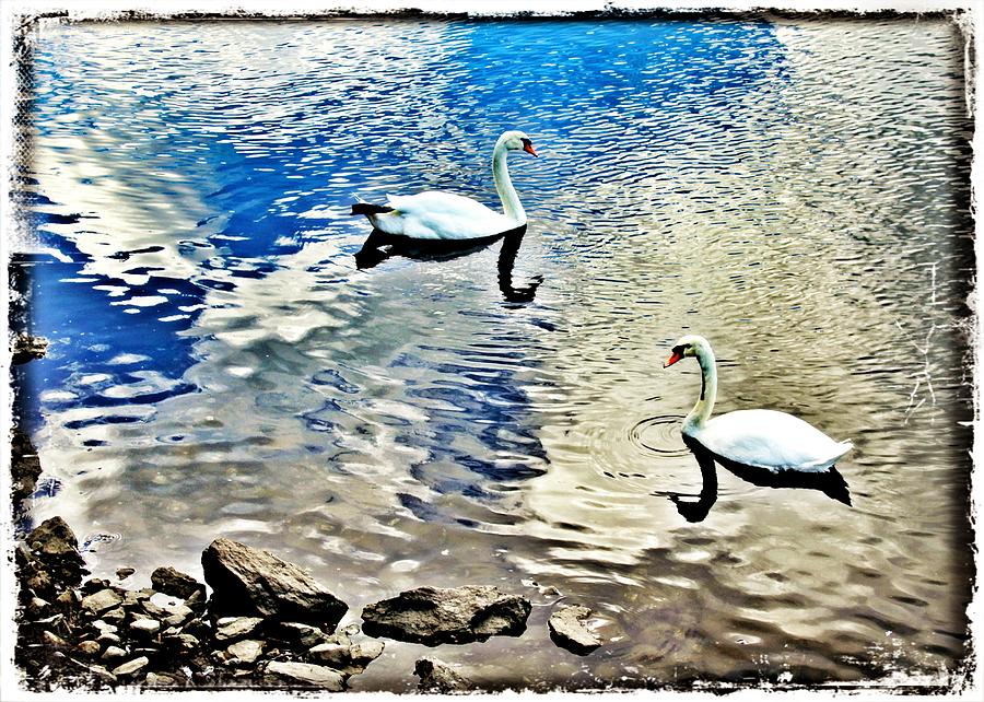 Swan Photograph - Swans Heading In Opposite Directions by Aurelio Zucco