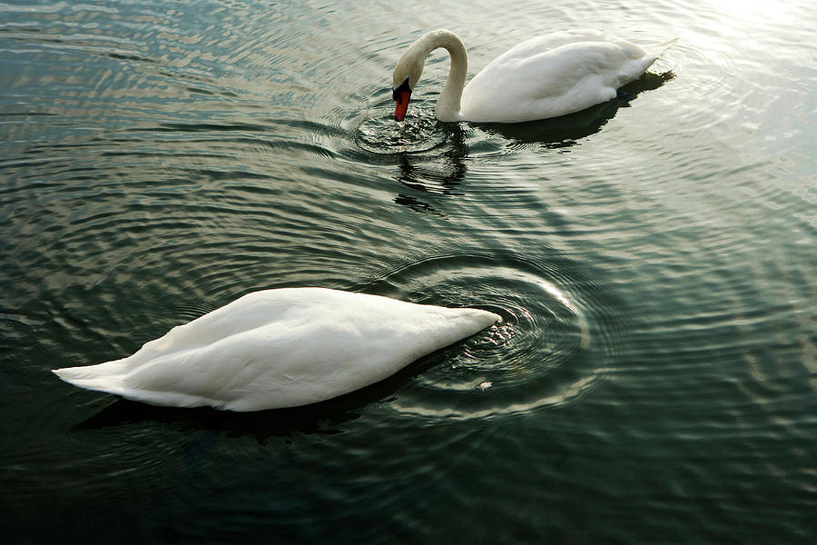 Swans, Hyde Park Photograph by Oliver Strewe