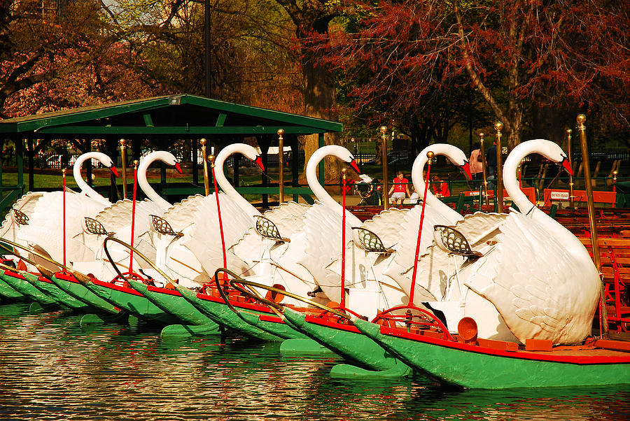 Swans in Boston Common Photograph by James Kirkikis
