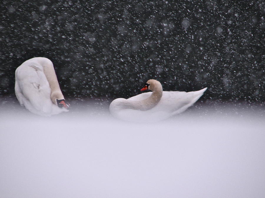 Swan Photograph - Swans in Falling Snow - 5838-3 by Sandy Tolman
