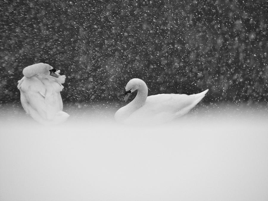 Swan Photograph - Swans in Falling Snow - 8539-7 BW 1 by Sandy Tolman