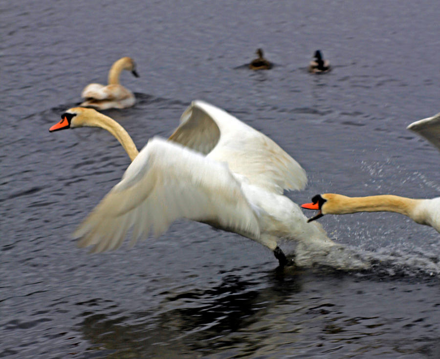 Swans in Fight Photograph by Jennifer Robin